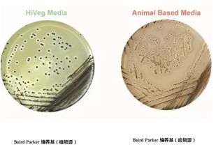 植物源蛋白胨在生物制品中的应用及其前景