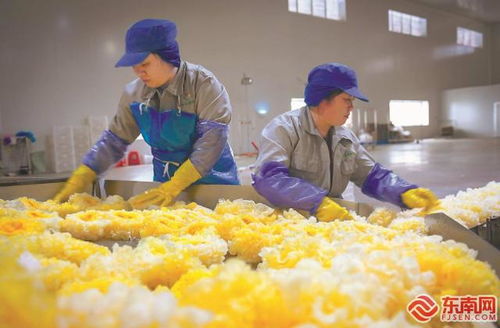 尤溪祥云银耳 产销两旺，开拓生物制品新蓝海